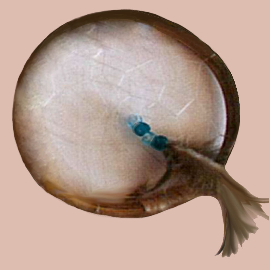 dreamcatcher